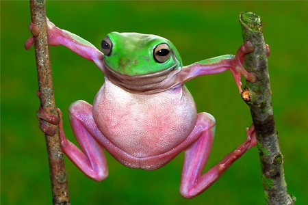 Pink and Green - picture, pink, green, frog