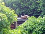 Erica, sunbathing on the roof.