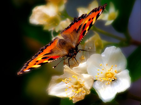 Butterfly - on flowers, picture, butterfly, beautiful