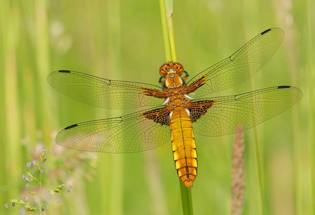 Gragon Fly - gragon, picture, fly, beautiful