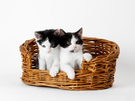 2 very cute kitties in a basket - couple, cat, adorable, cuddly, basket, black, kitten, kitties, white, animal, cute