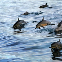 Dolphins