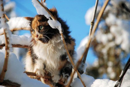 Cat on Tree - cat, cool, on tree, picture