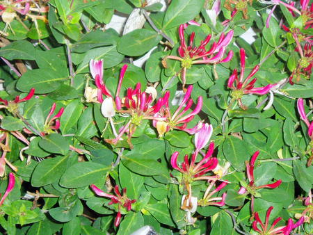 The lovely Honeysuckle. - leaves, honeysuckle, flowers, shrub