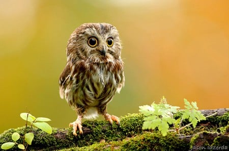 Little Owl