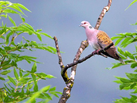 Bird on Tree - beautiful, on tree, bird, picture