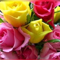 Colors of Roses