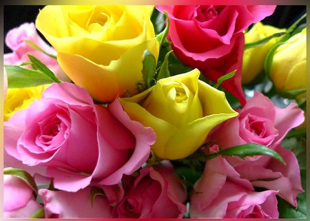 Colors of Roses - picture, colors, roses, beautiful