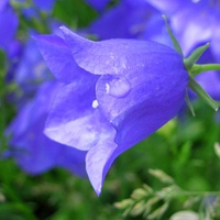 Blue Bell