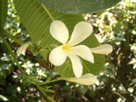 flower - nature, yelow, flowers, whine