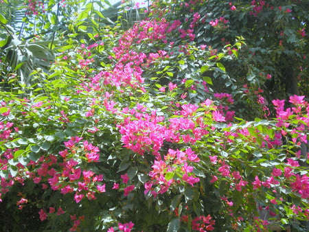 Wall of flowers - flowers, my home, wall of flowers, nature