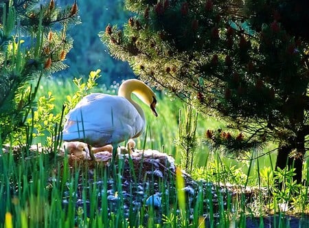 Keeping safe with Mom - sunlight, trees, branches, swan, chicks, grass