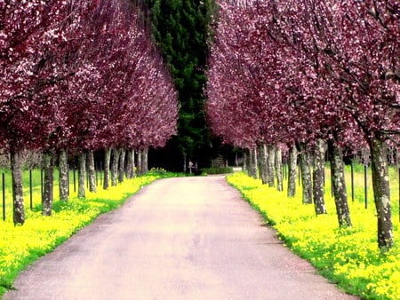 Blossom Trail - trees, blossoms, inspiring, beautiful, road, grass, pink, flowers, path, apples, trail, trunks