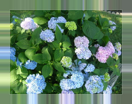 MIXED - flowers, blue, pink, spring