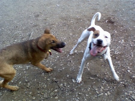 Kolohe at dog park - animal, dogs, kolohe, pitbull