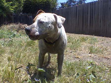 Dirty Kolohe dog - animal, dogs, kolohe, pitbull