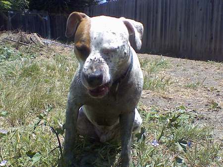 Kolohe Dirty Dog - kolohe, animal, pitbull, dogs