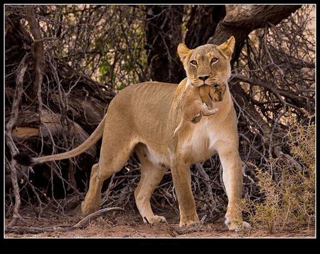 Time to move - mouth, cub, carrying, gentle, lioness, moving, safety