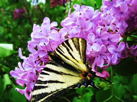 Lilac landing pad - yellow and black, mauve, green, wings, butterfly, lilac, viceroy