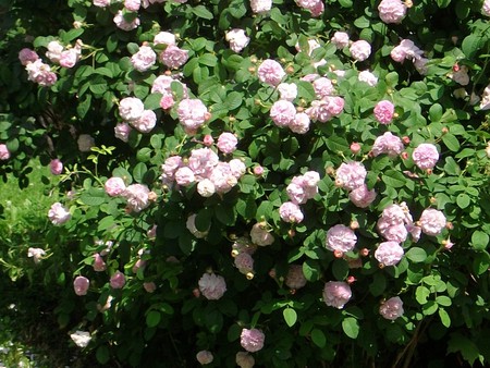 Old Fashioned Rose Bush - roses, old fashioned, bush, natural