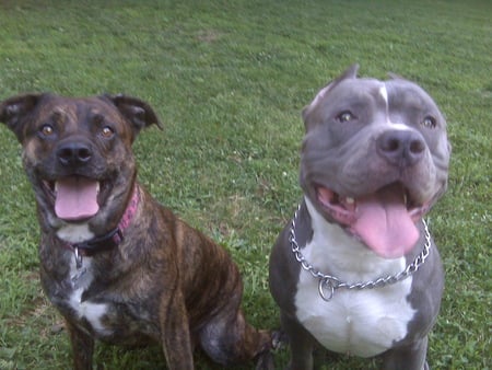 Kratos and Lil Bit - dogs, lil bit, kratos, pitbull