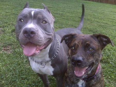 Kratos and Lil Bit - dogs, lil bit, kratos, pitbull