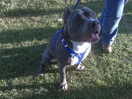 Kratos in his Harness - dogs, pitbull, pits, kraots