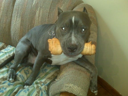 Kratos and his Bone - dogs, kratos, pitbull, bone