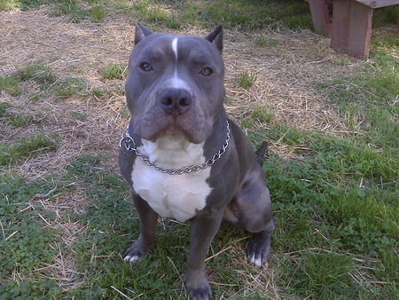 Kratos looking at me - blue pits, pitbull, dogs, pits, kratos