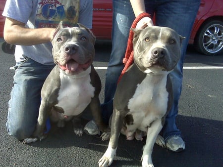 Kratos and his Mom - kratos, pitbull, dogs, pits