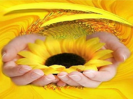 for U - sunflower, touch, yellow, hand, gentle