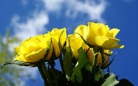 YELLOW ROSE - flower, yellow, beautiful, sky