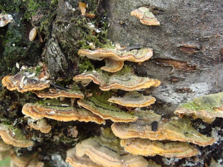 Recycling! - colours, nature, patterns, ecology, fungi, wood