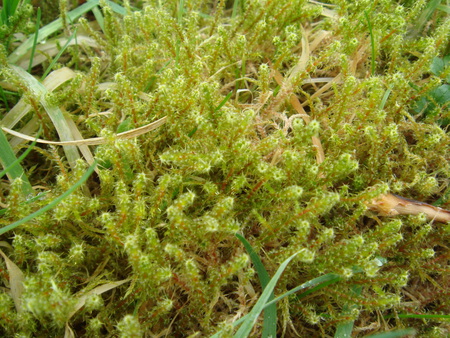 Something Green - moss, sphagnum, green, peat