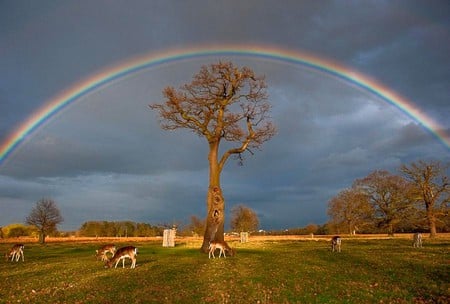 Rainbow - picture, rainbow, deer, cool