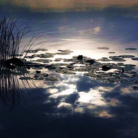 Pond reflections