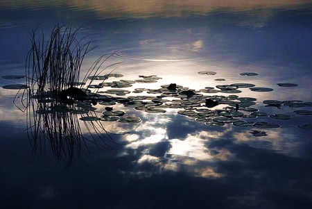 Pond reflections - sky, dusk, plants, silvery water, water, clouds, reflections, lily pond