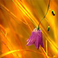Flower Bell