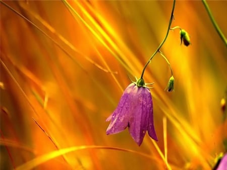 Flower Bell - wheat, nature, flower, bell, sun