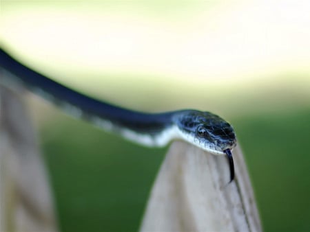 Snake - reptiles, animals, snake, little