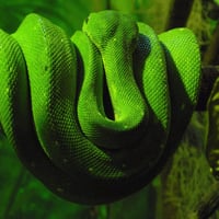 Green Snake