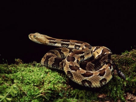 Crotalinae - reptiles, animals, snake, crotalinae