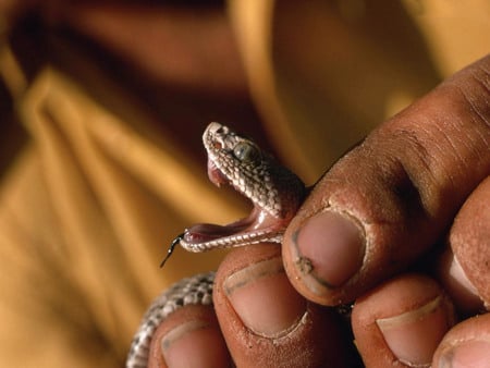 Very Dangerous - snake, fingers, animals, reptiles