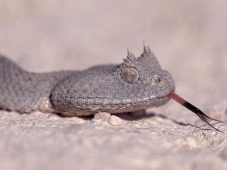 Rhino Snake - snake, dangerous, animals, reptiles