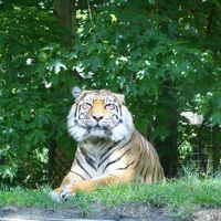 Siberian Tiger