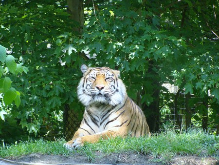 Siberian Tiger - big cats, siberian tiger, tiger, toronto zoo