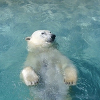 Polar Bear Swimming