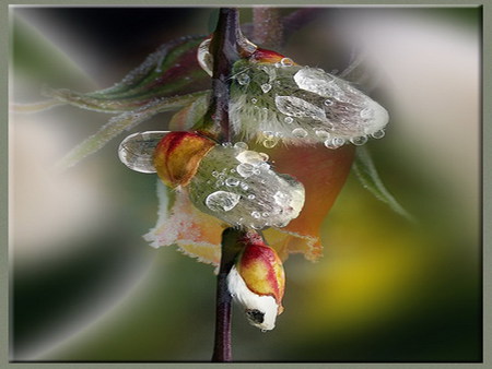 catkin - datkin, spring, dew, yellow rose