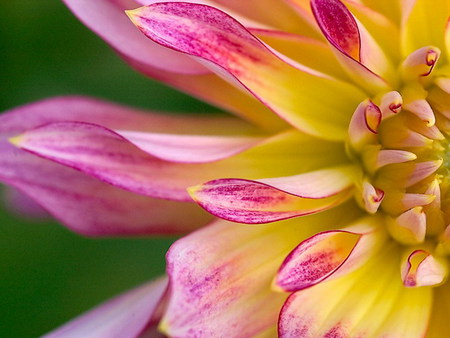 dahlia - macro, flower, pink, dahlia