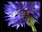 cornflower